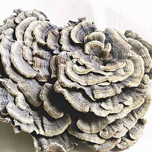 Coriolus Versicolor Extract 10%~50% Polysacchrides PSK PSP टर्की पूंछ मशरूम एक्सट्रैक्ट