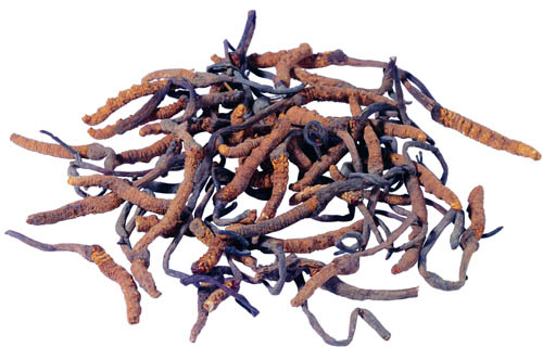 स्वास्थ्य देखभाल उत्पादों के लिए बढ़िया भूरा पीला पाउडर खाद्य ग्रेड कॉर्डिसेप्स साइनेंसिस अर्क