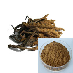 ठीक भूरे रंग का पीला पाउडर Cordyceps Sinensis Extract स्वास्थ्य देखभाल उत्पादों के लिए खाद्य ग्रेड
