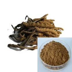 ठीक भूरे रंग का पीला पाउडर Cordyceps Sinensis Extract स्वास्थ्य देखभाल उत्पादों के लिए खाद्य ग्रेड