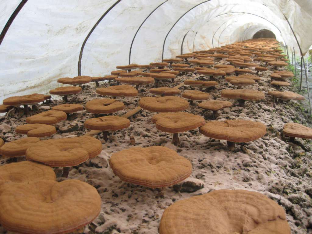 फंक्शनल फूड और हेल्थ केयर प्रोडक्ट्स के लिए रीशी मशरूम एक्सट्रैक्ट 50% पॉलीसाकेराइड्स