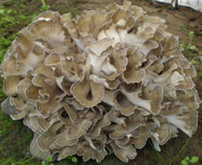 Fine Brown Yellow Maitake Mushroom Extract Powder with 20% Polysaccharides for Functional Food and Health Care Products to Enhance Immunity and Anti-tumor Activity