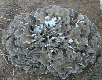 टैबलेट और कैप्सूल अनुप्रयोग के लिए बढ़िया भूरा पीला मैटेक मशरूम एक्सट्रैक्ट पाउडर 30% पॉलीसैकेराइड, प्रतिरक्षा को बढ़ाने के लिए