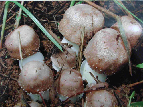 कार्यकारी खाद्य और स्वास्थ्य देखभाल उत्पादों के लिए Agaricus Blazei Extract 40% पॉलीसैक्राइड