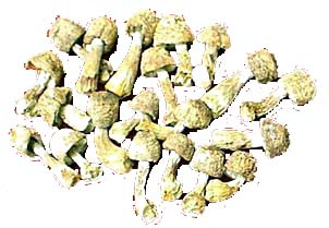 कार्यकारी खाद्य और स्वास्थ्य देखभाल उत्पादों के लिए Agaricus Blazei Extract 40% पॉलीसैक्राइड