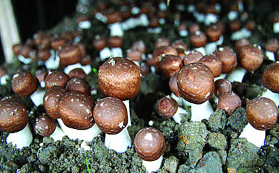 कार्यकारी खाद्य और स्वास्थ्य देखभाल उत्पादों के लिए Agaricus Blazei Extract 40% पॉलीसैक्राइड