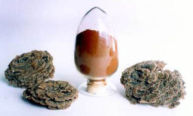 कोरिओलस वर्सिकलर एक्सट्रैक्ट 50% पॉलीसेकेराइड्स कार्यात्मक भोजन के लिए रक्त शर्करा के स्तर को विनियमित करने और कफ को कम करने के लिए