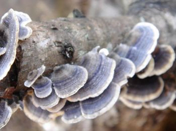 रक्त शर्करा को विनियमित करने और कफ को कम करने के लिए कार्यात्मक खाद्य पदार्थों के लिए 10% पॉलीसेकेराइड्स