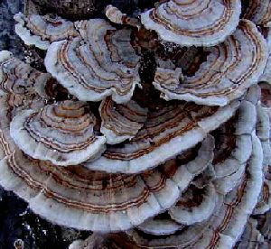 Coriolus Versicolor Extract रक्त शर्करा विनियमन और कफ को कम करने के साथ कार्यात्मक खाद्य पदार्थों के लिए 50% पॉलीसेकेराइड्स