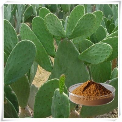 कैक्टस एक्सट्रैक्ट (तना, फल और पैड) - त्वचा की देखभाल, सौंदर्य प्रसाधन और कार्यात्मक उत्पादों के लिए प्राकृतिक मॉइस्चराइजिंग और एंटीऑक्सीडेंट प्लांट एक्सट्रैक्ट