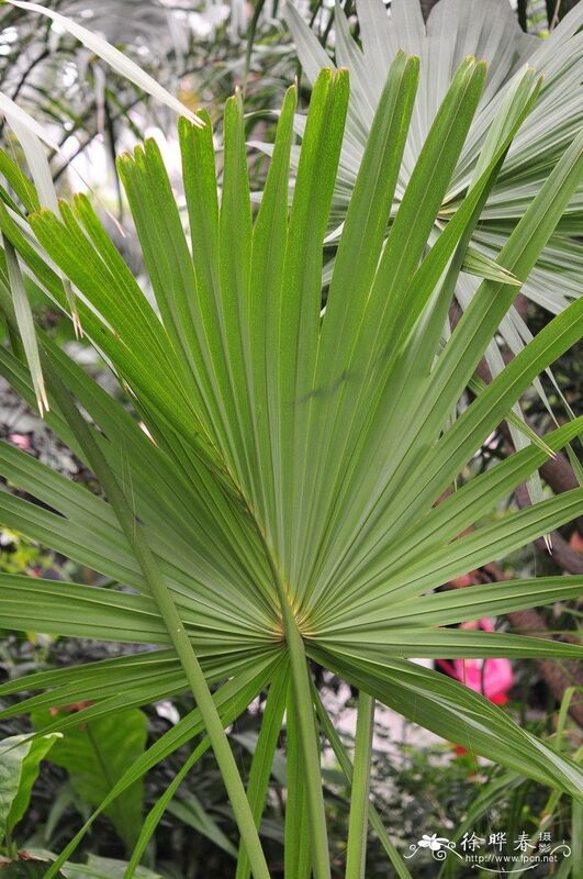 High Potency Saw Palmetto Extract 45% Fatty Acids (Serenoa Repens) -Premium Concentrate for Prostate Health & Advanced Formulations