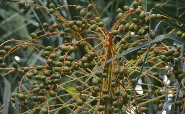 High Potency Saw Palmetto Extract 45% Fatty Acids (Serenoa Repens) -Premium Concentrate for Prostate Health & Advanced Formulations