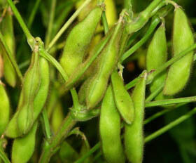 सोया आइसोफ्लेवोन्स अर्क पाउडर - न्यूट्रास्युटिकल और कार्यात्मक खाद्य अनुप्रयोगों के लिए सोयाबीन से प्राकृतिक फाइटोएस्ट्रोजन