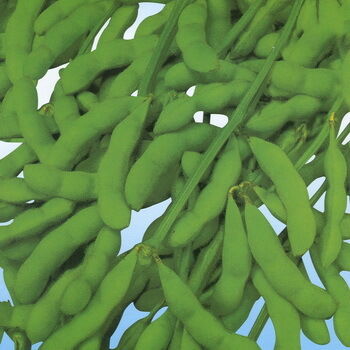 सोया आइसोफ्लेवोन्स अर्क पाउडर - न्यूट्रास्युटिकल और कार्यात्मक खाद्य अनुप्रयोगों के लिए सोयाबीन से प्राकृतिक फाइटोएस्ट्रोजन