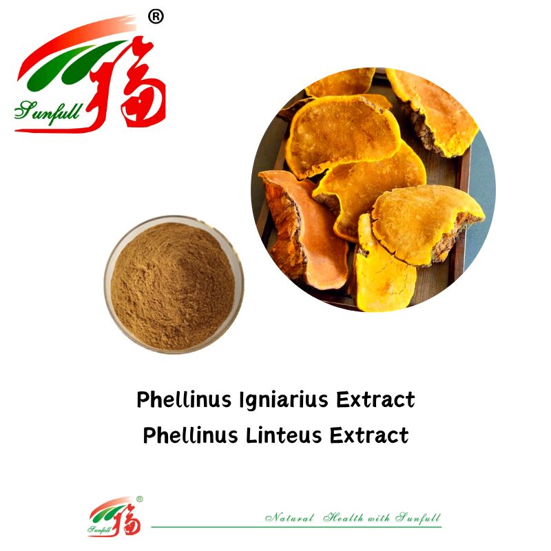 प्राकृतिक कार्बनिक सामग्री आहार की खुराक पॉलीसेकेराइड 10-30% Phellinus Igniarius/Ganoderma Lucidum/Chaga/Maitake/Shiitake मशरूम निकालने का पाउडर
