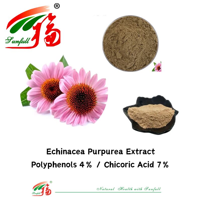 जड़ी बूटी जैविक पौधे आहार पूरक पॉलीफेनोल 7% सिचोरिक एसिड 4% पाउडर Echinacea Purpurea एक्सट्रैक्ट
